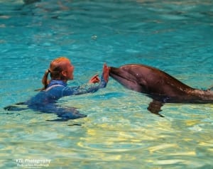 Dolfinarium Dolfinarium