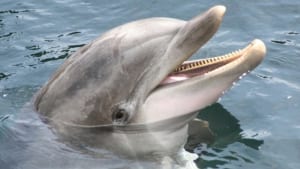 Dolfinarium Dolfinarium
